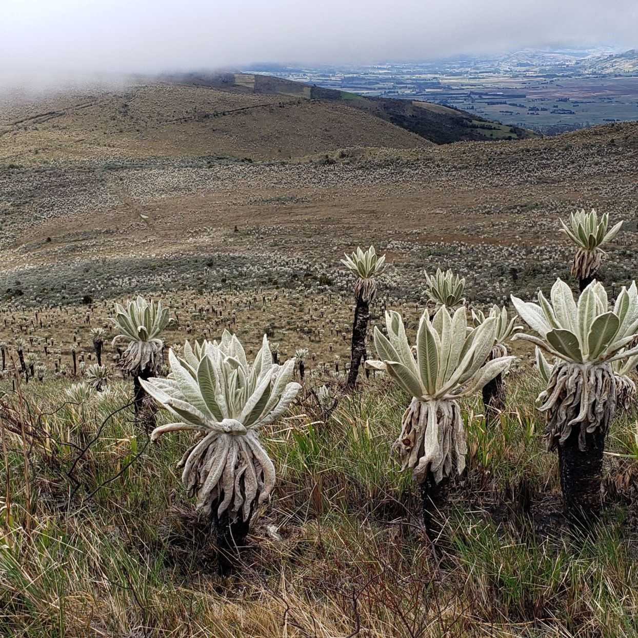 Ecosystems of the Páramo and the Andean forests Impulso Verde