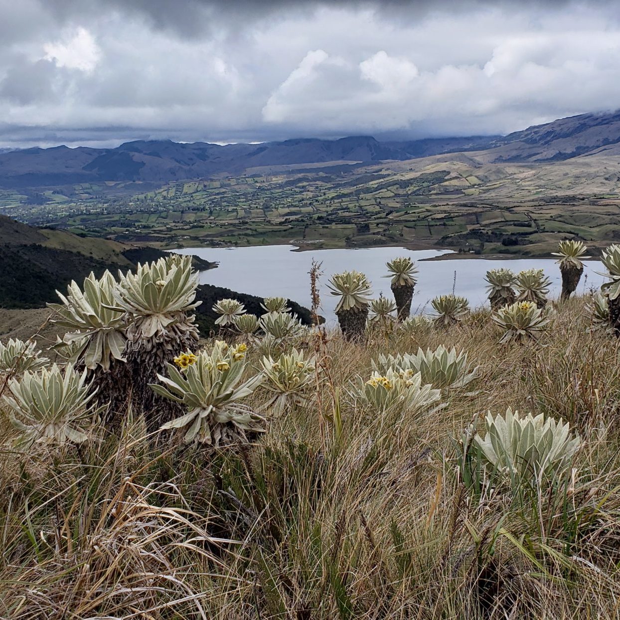 Ecosystems Of The P Ramo And The Andean Forests Impulso Verde