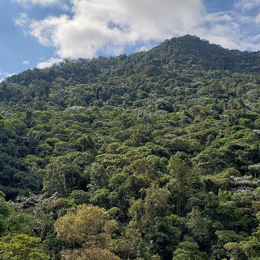 Ecosystems of the Páramo and the Andean forests - Impulso Verde