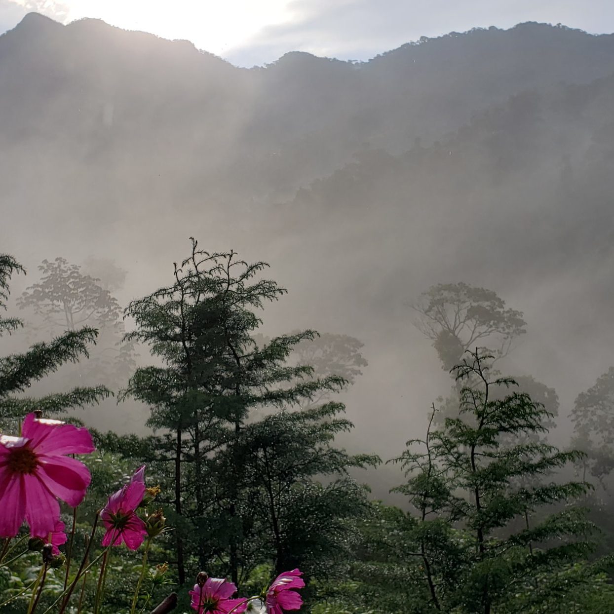 Ecosystems of the Páramo and the Andean forests - Impulso Verde