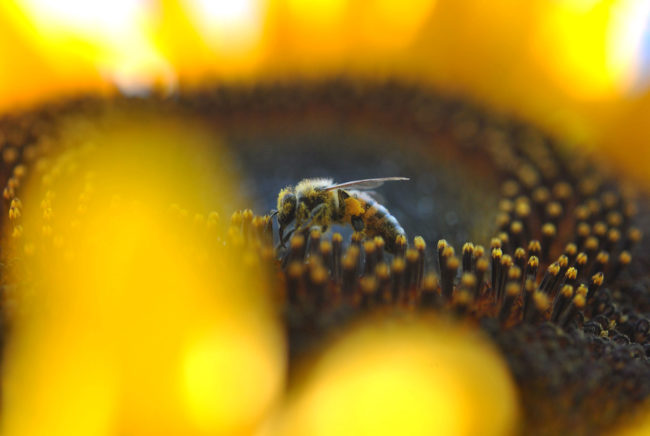 abejas