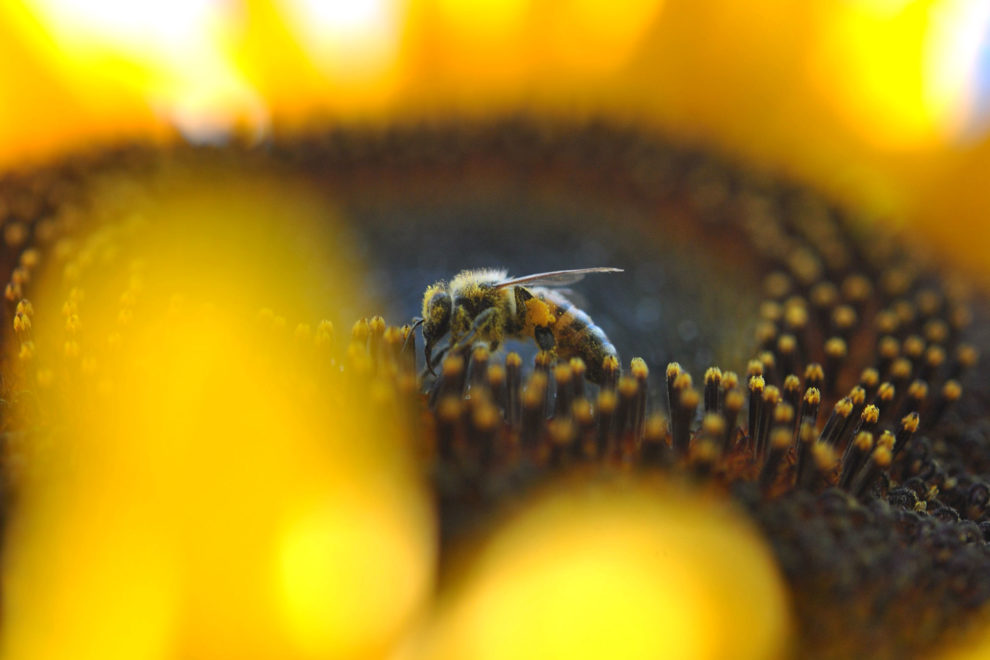 abejas