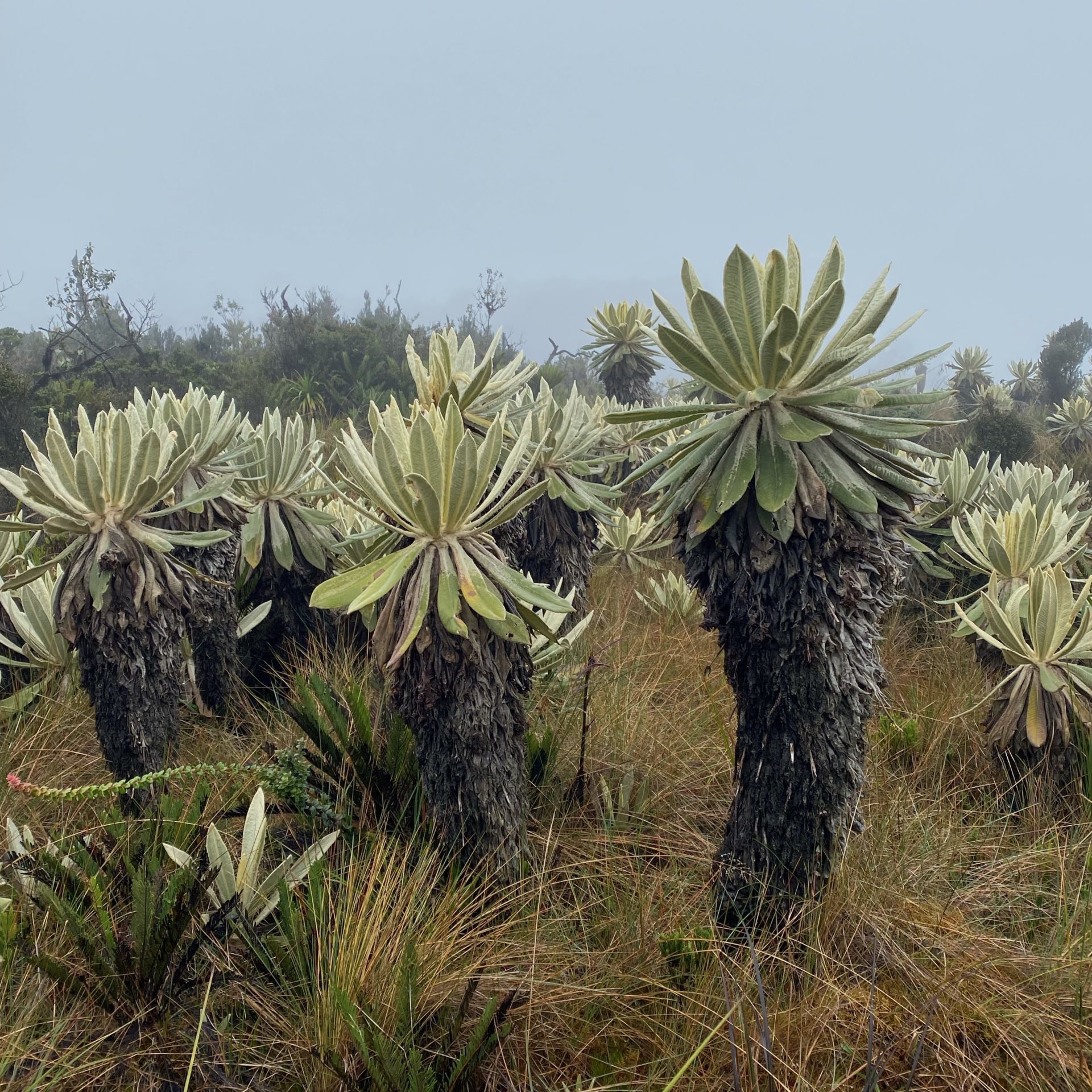 Ecosystems of the Páramo and the Andean forests - Impulso Verde image.