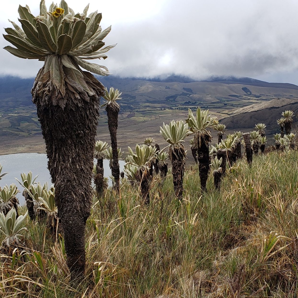 Ecosystems of the Páramo and the Andean forests - Impulso Verde