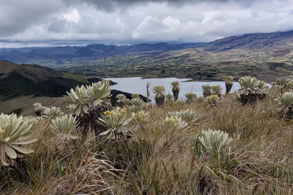 paramos-cordillera