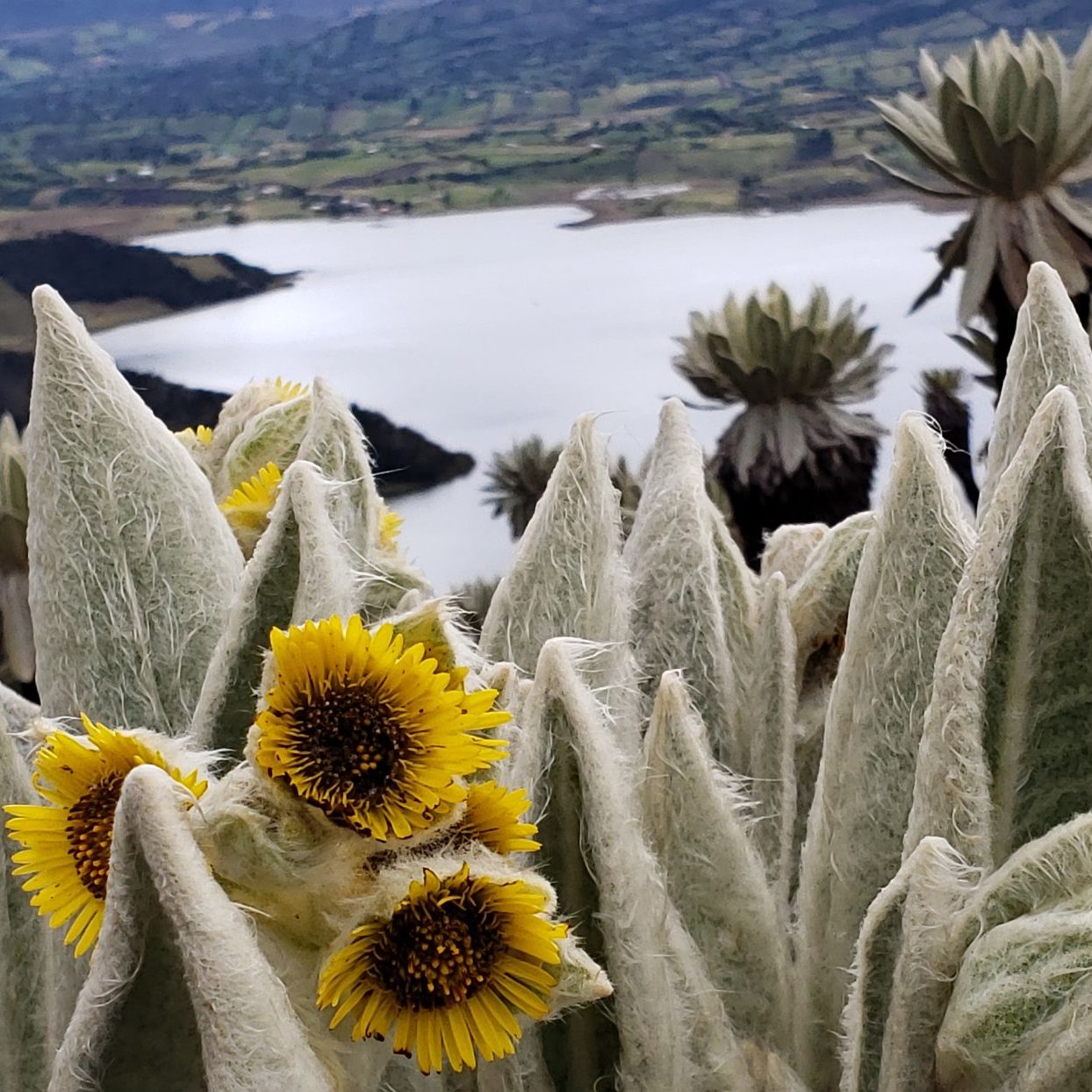 Ecosystems of the Páramo and the Andean forests - Impulso Verde