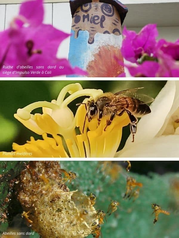 Conservation des abeilles sans dard