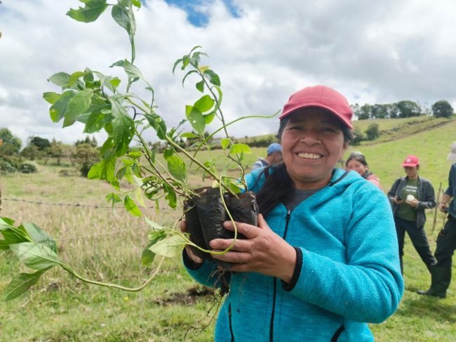 Reforestation_a_colombia_nariño2024-06-22 at 12.00.16 Plantation-Impulso- Verde