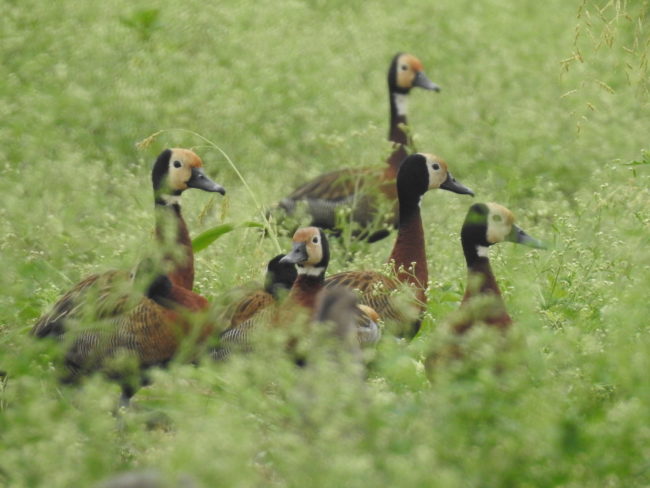 Iguaza careta (dendrocygna viudata) (2)