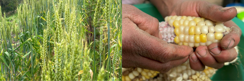 Formato fotos para Boletines (10)